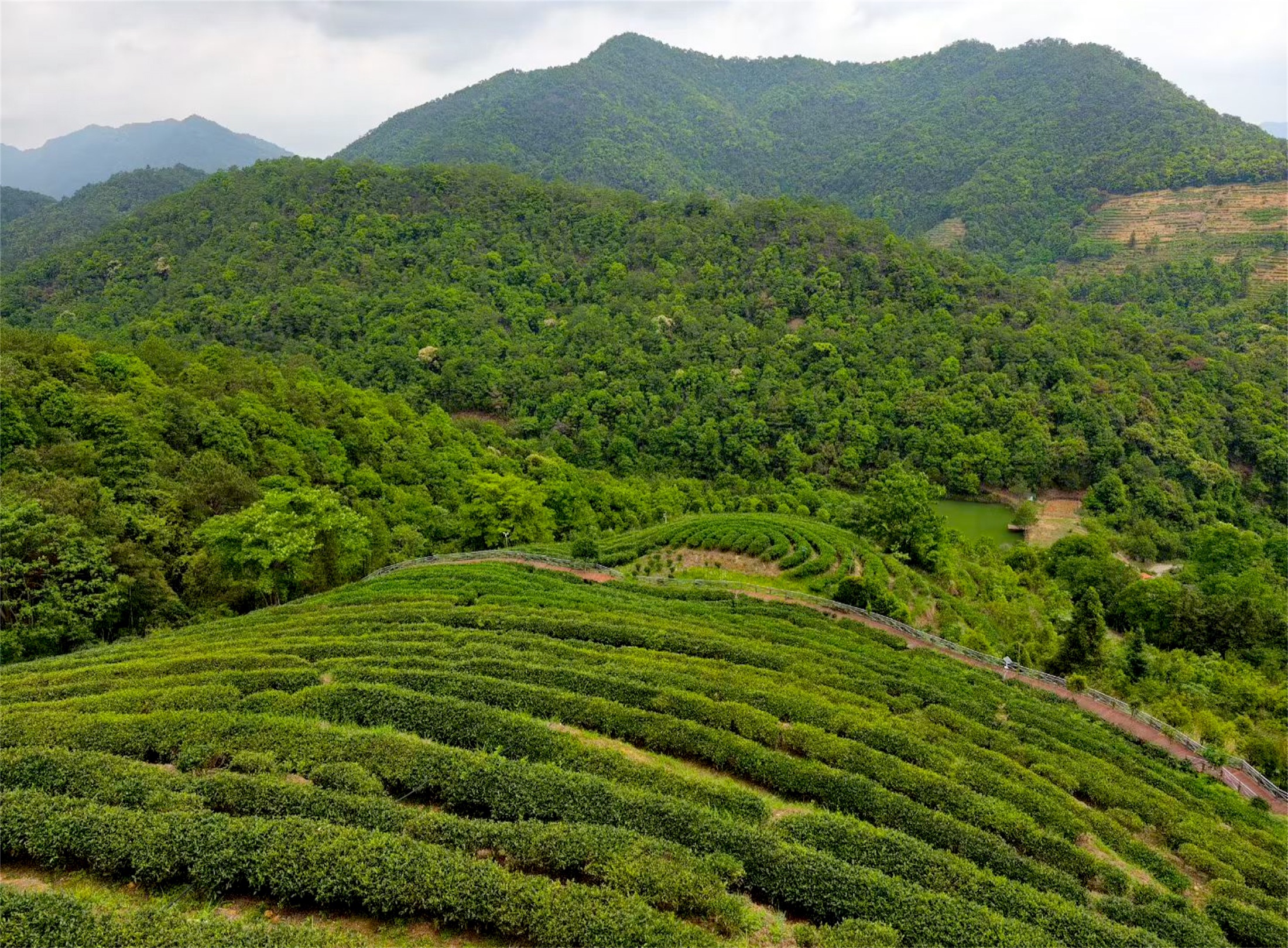 群山之间的茶园与层叠茶垄